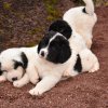 Chiot Landseer Faun et Combo z laderova
